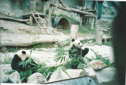 chiang_mai_zoo.jpg