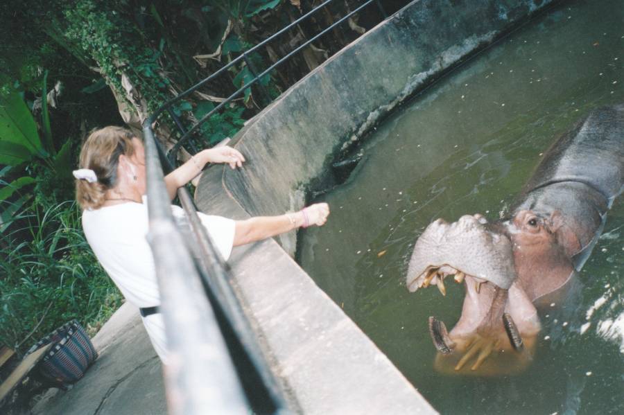 hippos_ana_maria_feeding.jpg