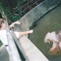 hippos_ana_maria_feeding.jpg